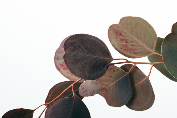 eucalyptus branch with leaves isolated on white - Valokuva, kuva