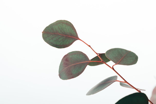 close up of eucalyptus branch with green leaves isolated on white - Valokuva, kuva