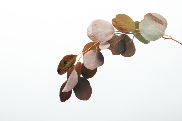 κοντά στο κλαδί ευκάλυπτου με φύλλα απομονωμένα σε λευκό - Φωτογραφία, εικόνα