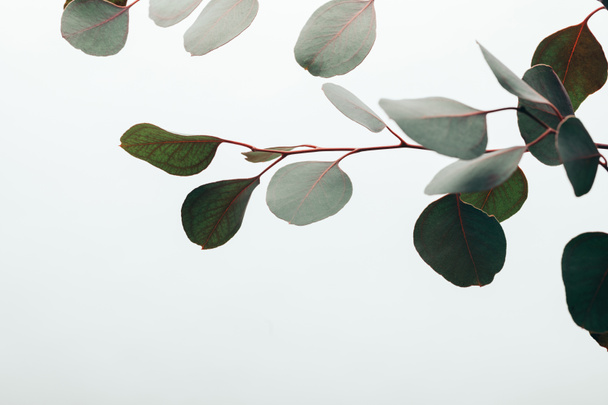 gros plan des feuilles vertes d'eucalyptus isolées sur blanc
 - Photo, image