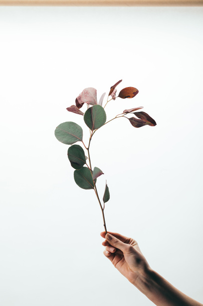 cropped view of woman holding eucalyptus branch isolated on white - Фото, изображение