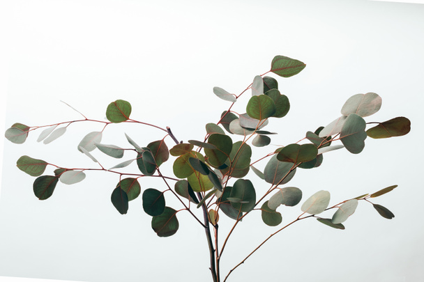 decorative green eucalyptus branches isolated on white - Foto, afbeelding