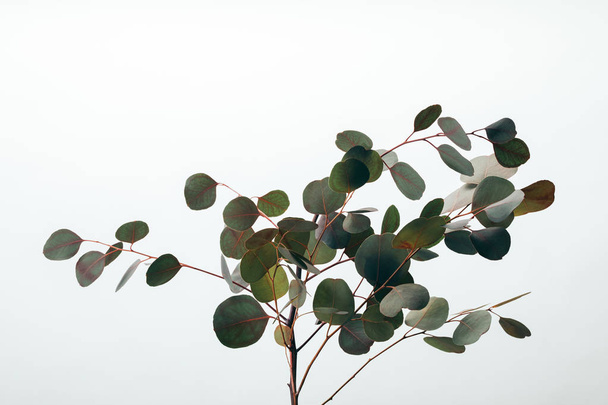 close up of green eucalyptus plant isolated on white - Photo, Image