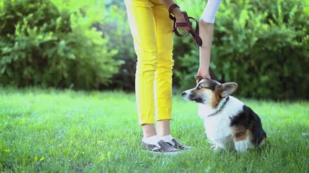 young pretty smiling woman with cute Welsh Corgi dog lying in bright green hammock in park - Footage, Video