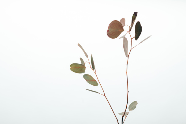 ramas de eucalipto decorativas verdes aisladas en blanco
 - Foto, Imagen