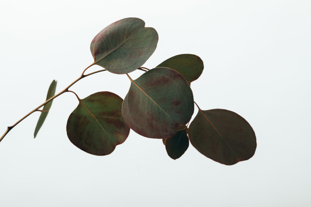 green decorative eucalyptus plant isolated on white - Photo, Image