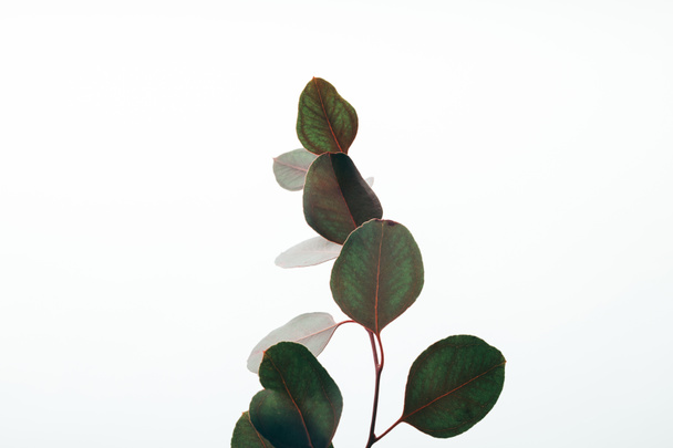 green decorative eucalyptus leaves isolated on white - Photo, image