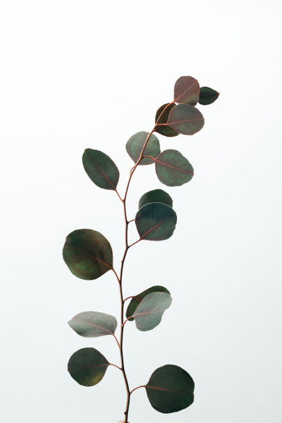 green decorative eucalyptus branch isolated on white - Foto, afbeelding