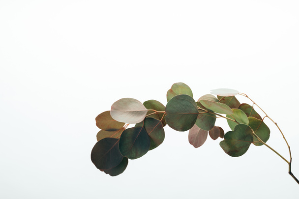 closeup of green eucalyptus plant isolated on white - Valokuva, kuva