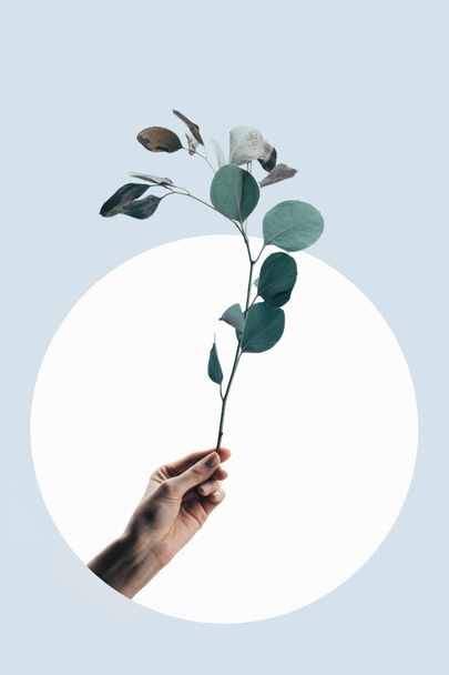 cropped view of woman holding eucalyptus branch isolated on light blue with white circle - Photo, Image