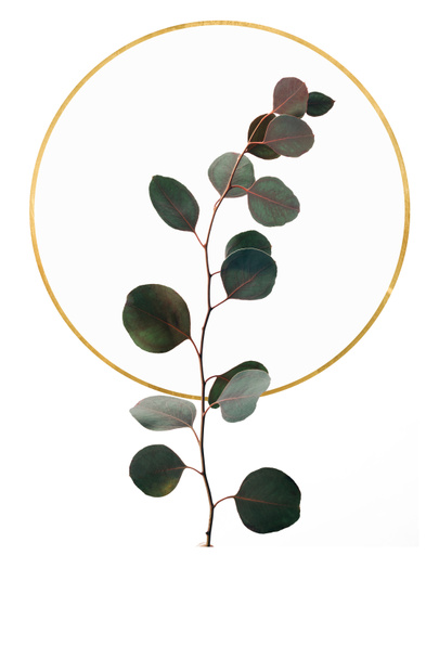 Bloemdessin met eucalyptus en gouden cirkel geïsoleerd op wit - Foto, afbeelding