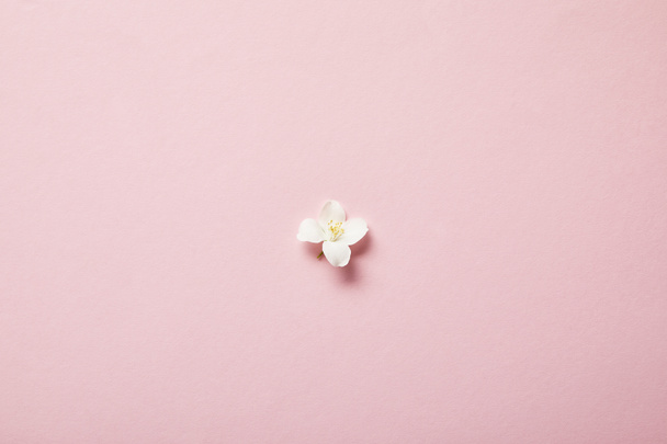 вид сверху на один жасминовый цветок на розовом
  - Фото, изображение