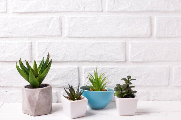 Indoor potted succulents plants. - Photo, Image