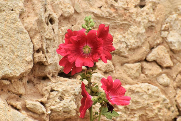  Красивий suumer Кіпр фон природи - Фото, зображення