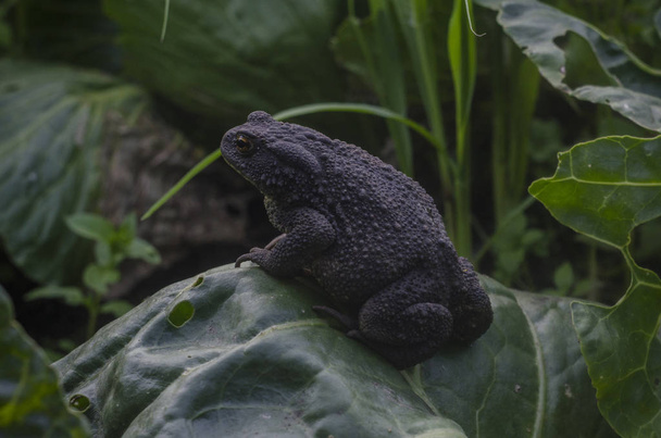 gray earth toad sitting on a cabbage leaf on a farm. Common toad, Bufo bufo, European toad, or simply the toad - Photo, Image