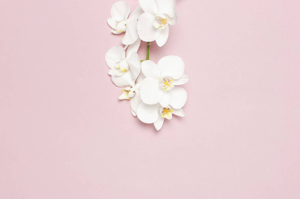 Beautiful White Phalaenopsis orchid flowers on pastel pink background top view flat lay. Tropical flower, branch of orchid close up. Pink orchid background. Holiday, Women's Day, Flower Card, beauty - Photo, Image