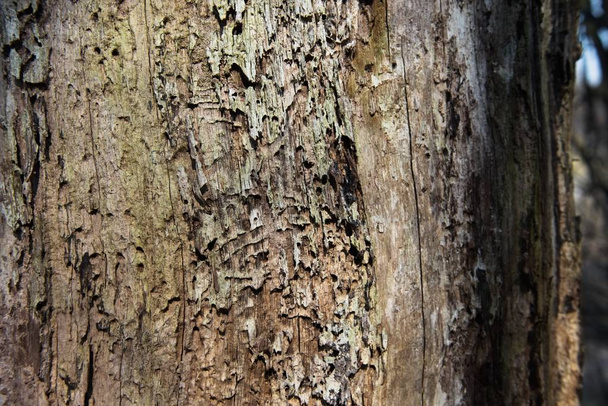 La corteza de un árbol cubierto de musgo
 - Foto, imagen