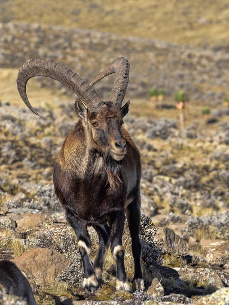 Grote mannelijke zeldzame Walia Ibex, Capra walie in hoge bergen van Simien Mountains National Park, Ethiopië. - Foto, afbeelding