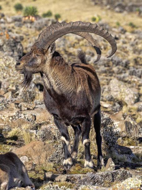 Grand mâle rare Walia ibex, Capra walie dans les hautes montagnes du parc national des montagnes Simien, Ethiopie
. - Photo, image