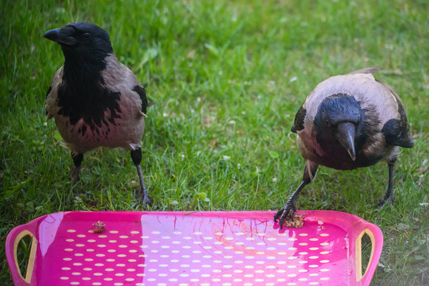 Two Grey crow (Corvus tristis) birds with pieces of meat. - Photo, Image