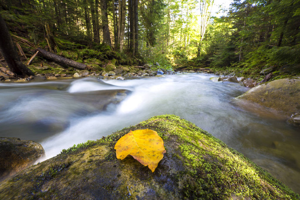 Gyorsan áramlik át vadon élő zöld hegyi erdő folyó patak wit - Fotó, kép