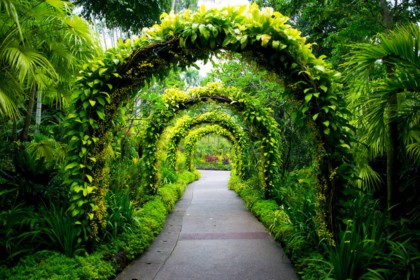 Singaporen kasvitieteellinen puutarha
 - Valokuva, kuva