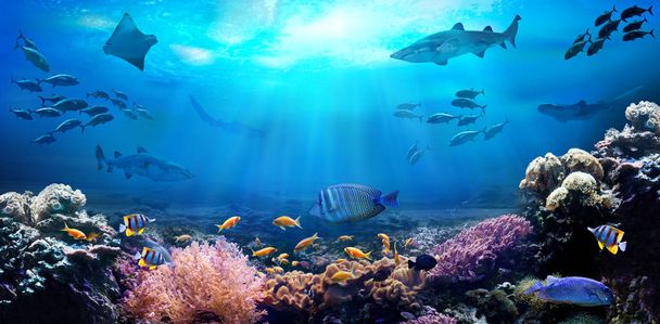 Vista subaquática do recife de coral. A vida no oceano. Escola de peixes
. - Foto, Imagem