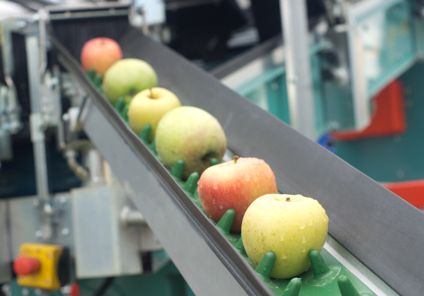 Apple conveyor belt - Photo, Image