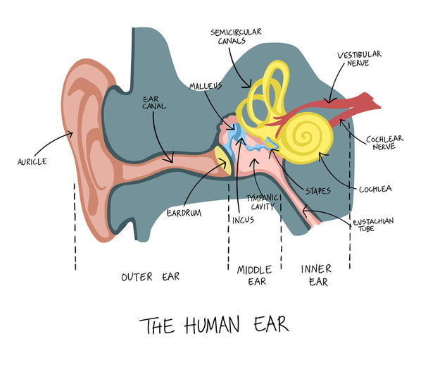 Hand drawn illustration of human ear anatomy. - Vector, Image
