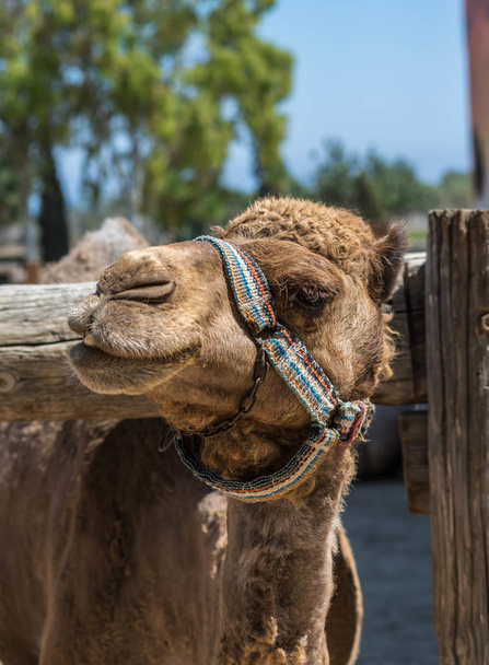 Camello retrato primer plano
 - Foto, Imagen