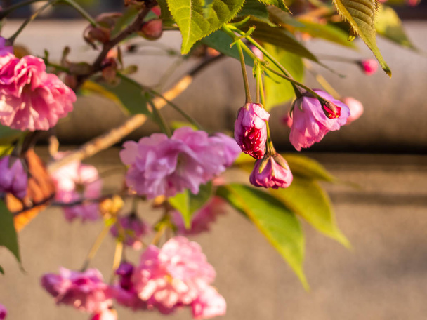 Közelálló cseresznyevirág a kertben. - Fotó, kép