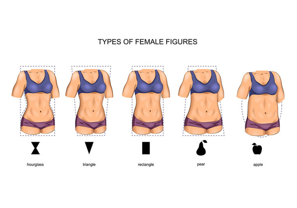 female figure types - Vector, Image