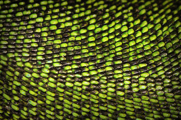 real texture of green lizard skin - Photo, Image