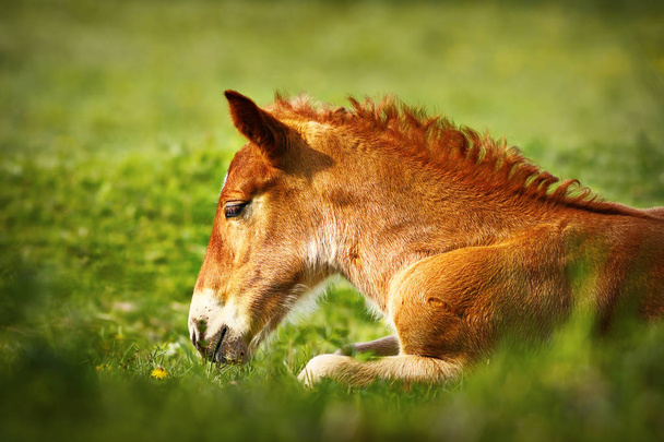 νεαρό καφέ άλογο closeup - Φωτογραφία, εικόνα