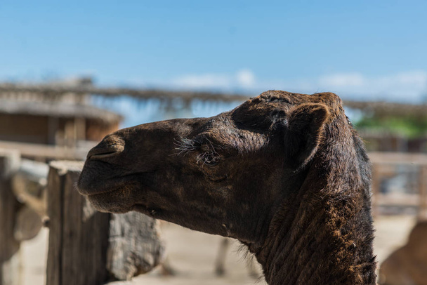 Camel portrait closeup - Fotografie, Obrázek