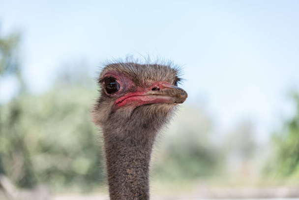 Struisvogel gezicht close-up - Foto, afbeelding
