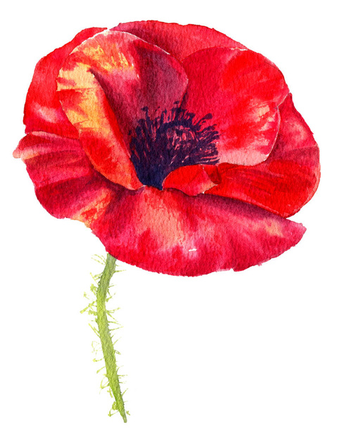 Watercolor painting poppy flower. Isolated flower on white background. - Fotoğraf, Görsel