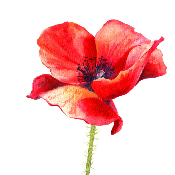 Watercolor painting poppy flower. Isolated flower on white background. - Fotografie, Obrázek