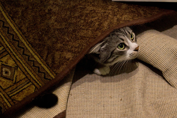 A macska van leplezés alatt a szőnyeg - Fotó, kép
