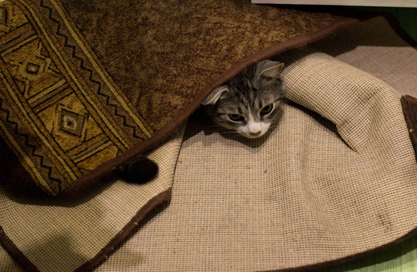 Η γάτα κρύβεται κάτω από το χαλί. - Φωτογραφία, εικόνα