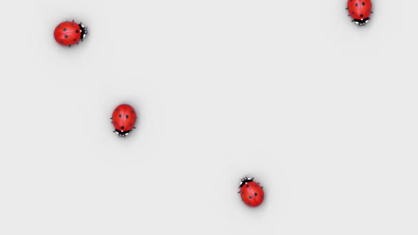 Beyaz bir yüzeyüzerinde rastgele yürüyen beş kırmızı uğur böceğinin üst görünümü - Video, Çekim