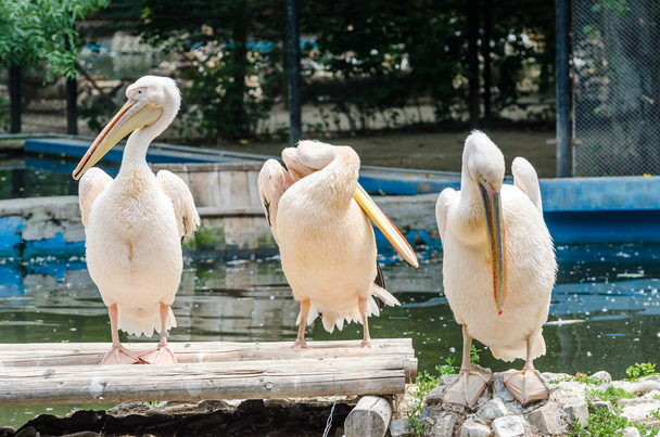 Pelicans Cleaning - Foto, afbeelding