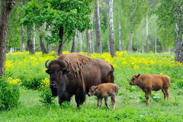 Vivero para bisontes
 - Foto, imagen
