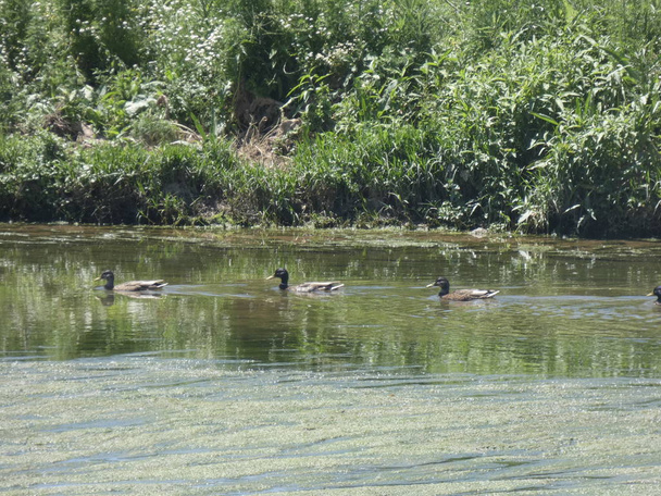 сім'я качок, купається в річці і шукає притулку від хижаків
. - Фото, зображення