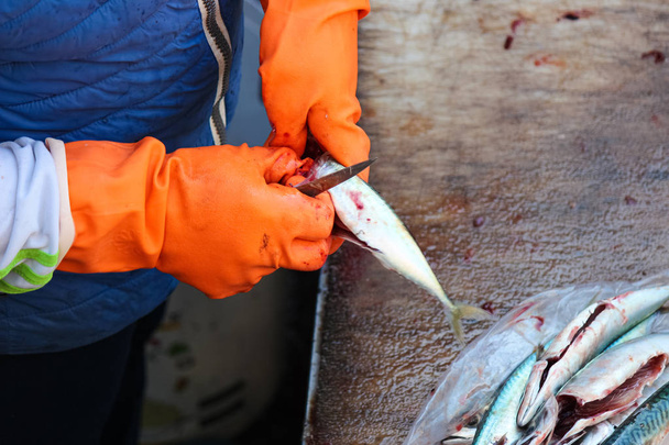 Detalle de las manos en guantes naranjas que están destripando peces pequeños. Por el procesamiento del pescado es necesario sacar las tripas del pescado. Fotografiado en el mercado de pescado en Catania, Sicilia, Italia
 - Foto, Imagen