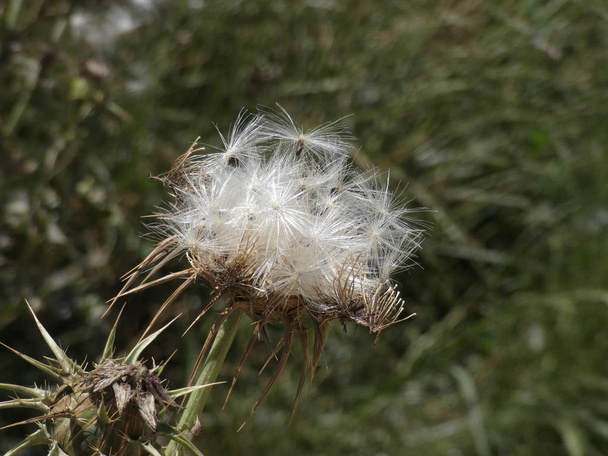Flor de cardo madura prestes a expulsar sementes pelo vento
 - Foto, Imagem