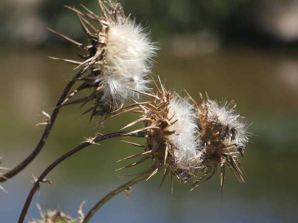 wilde Disteln im Frühling, deren Samen durch die Luft gelüftet werden, um die Erde zu keimen. - Foto, Bild