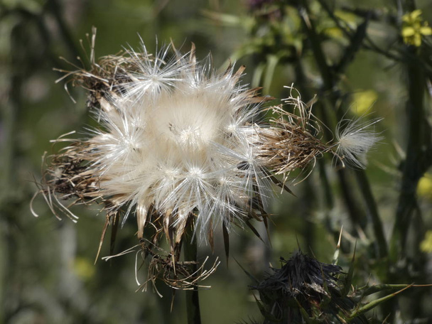 thistle flowers in the middle of spring, prepared to scatter the seeds either by wind or by animal contact - Photo, Image