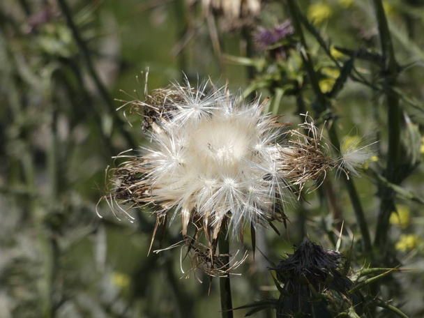 fleurs de chardon au milieu du printemps, prêtes à disperser les graines soit par le vent ou par contact avec les animaux
 - Photo, image