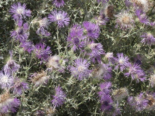 Thistle flowers in the middle of spring, prepared to scatter the seeds either by wind or by animal contact
 - Фото, изображение